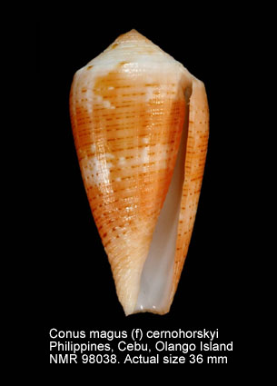 Conus magus (f) cernohorskyi (3).jpg - Conus magus (f) cernohorskyi Motta,1983